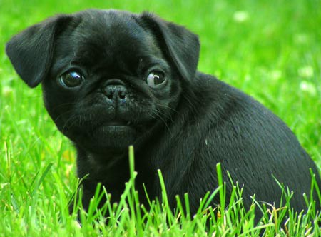 PUG